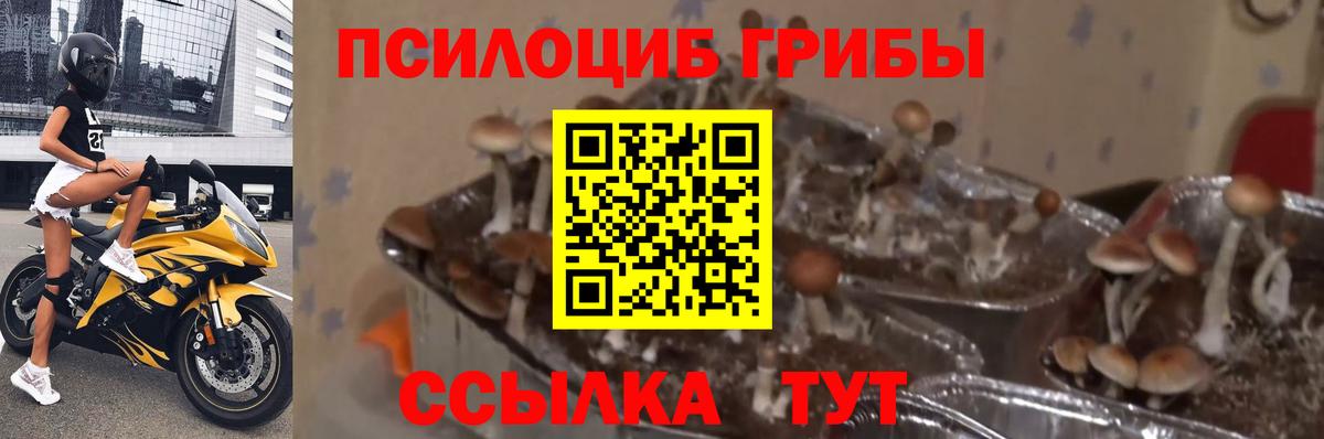 Галлюциногенные грибы прущие грибы Прохладный
